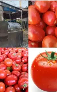 آب گیری گوجه آبگوجه گیری