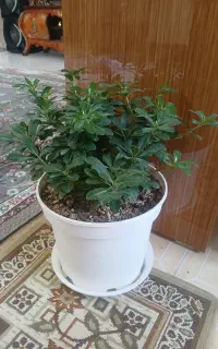 تعدادی گل به صورت تکی یایکجابفروش میرسد