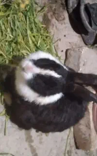 خرگوش رایگان