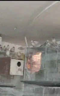 فنچ نرگسی شکلاتی