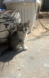 واگذاری بچه گربه