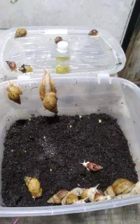 خاویار حلضون