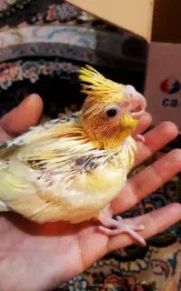یه عدد عروس هلندی پیدا شده