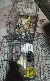توله خرگوش ناز