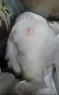 همستر