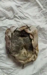 دعا.ی گل های بهاری