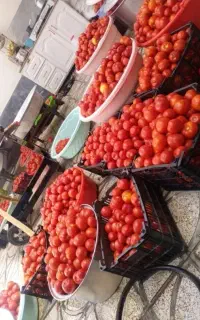 آبگیری ( آب گیری ) گوجه و انگور با دستگاه (آبگوجه)