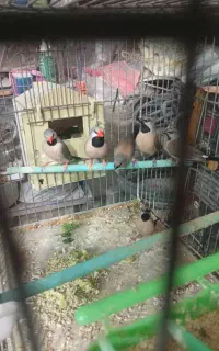 ۹ تافنج کرواتی مولد با جوجه ها و‌وسایل