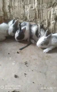 خرگوش‌لپ