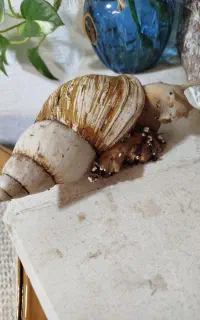 حلزون آفریقایی