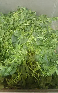 یک کارگاه سبزیجات  به چند همکار خانم نیازمنداست