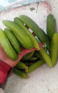 خیار برای خیارشور