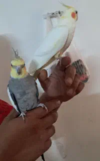 جفت عروس هلندی مولد