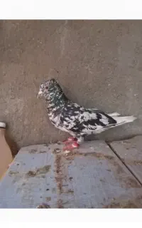 کبوتر سرور دم سفید نرو ماده زاغ دم سفید