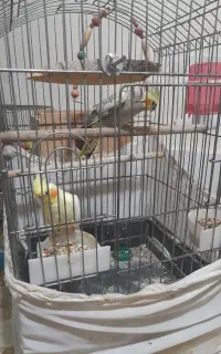 عروس هلندی جفت با تخم