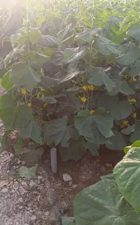 کارگر ساده اتباع