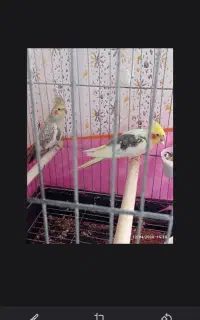 عروس هلندی جفت