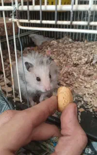 همستر دوتا نر دوتا ماده