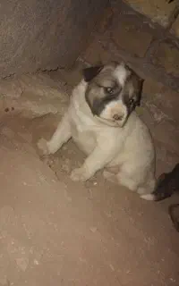 سگ سرابی
