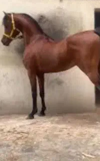 خرید فروش اسب باری