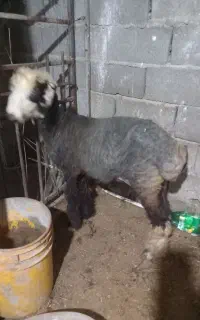 بره نر