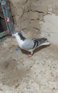 کفتر پرنده