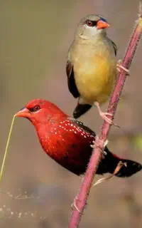جفت فنچ توت فرنگی
