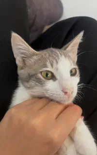 واکذاری گربه