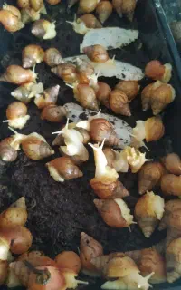 حلزون آچاتینا