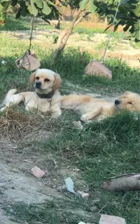 سگ گمشده