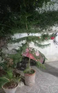 کاج مطبق