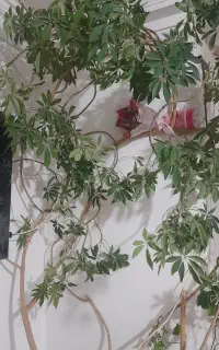 گل طبیعی بزرگ و شاداب