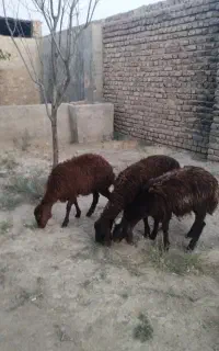 سه عدد بره ماده قلمدار