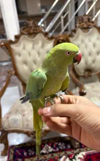 طوطی ملنگو ماده