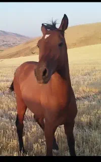 سلام فروش کره اسب نریان نژاد کاسپین آرام  ۱۱ماه
