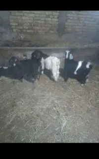 ۳راس چپیش نرماده
