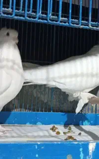 کبوتر جفت رواعب سفید و طوقی