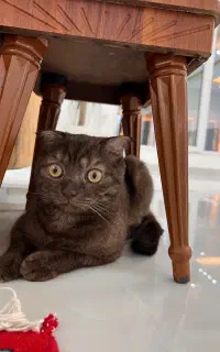 واگذاری گربه اسکاتیش۱۳میلیون مقطوع