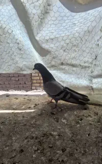 کفتریاکبوتر