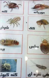 سمپاشی تخصصی ساس سوسک