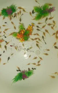 لجنخوار پوزه بوته ای