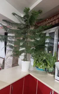 گل مطبخ بزرگ