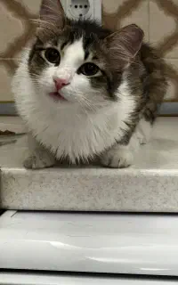 واگذاری گربه ماده