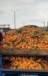 نیروی کار برای میوه فروشی با حقوق روزانه یک میلیون