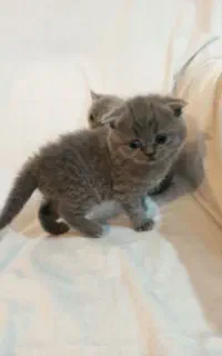 واگذاری گربه دوعدد