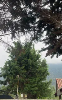 اجاره ویلا شبانه جنگلی دربست منطقه سیسنگان