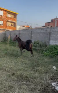 مادیان کرد اسب کرد(آبستن)