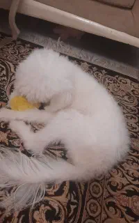 سگ شیتزو ۱۰ ماهه