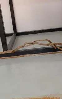 دو عدد چوب آبنوس