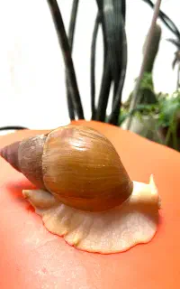 حلزون آلبینو آچاتینا